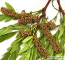 لیلکی آمریکایی